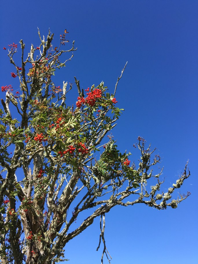 Ast mit roten Beeren